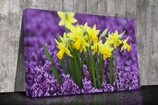 Daffodils and bluebells Canvas