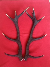 PAIR OF RED DEER ANTLERS 1.43kg.   aprox. 69/70cm.