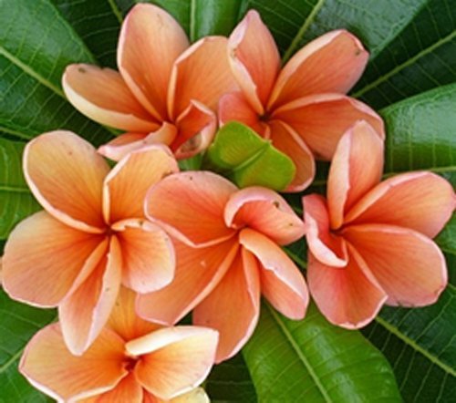 Fresh seeds frangipani - fresh,