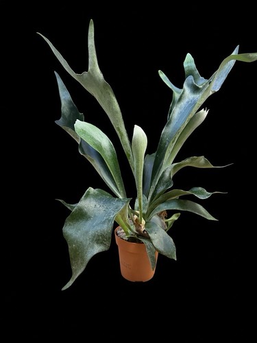 Staghorn fern - staghorn, (platycerium)