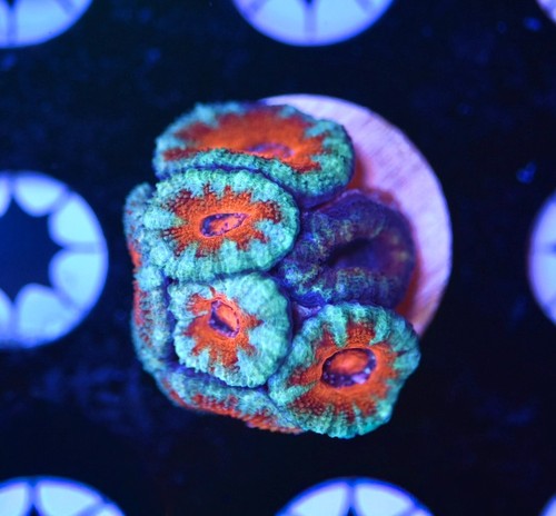 Wysiwyg rainbow acan - wysiwyg,