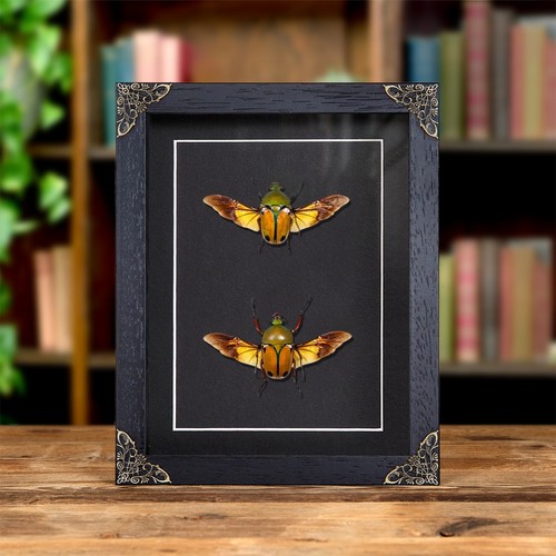 African flower beetle - flower,
