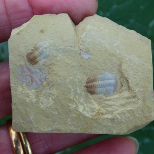 Rare fossil trilobites - rare,
