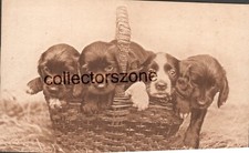 1920 Spaniel pups In Basket