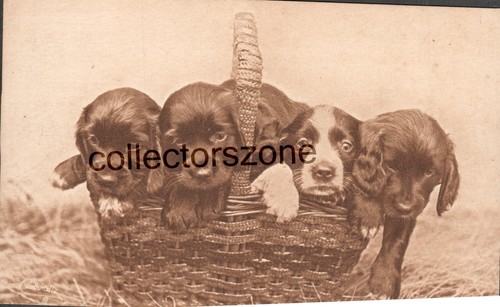 1920 spaniel pups - 1920,