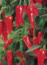 Apache Chilli Seeds - 100% Genuine, UK stock + Free Mixed Seeds