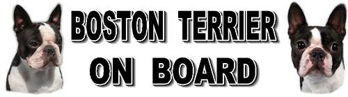 Boston terrier board car - board,