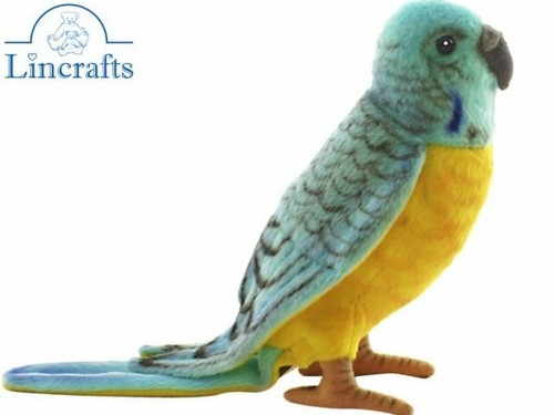 Hansa blue budgie budgerigar - hansa,