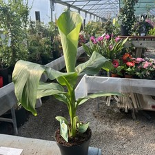 Musa Basjoo, Hardy Japanese Banana 50 cms tall 15cm. Jungle and Exotic Plant