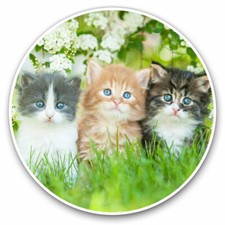 2 x Vinyl Stickers 15cm - Gorgeous Kittens Garden Cats Animals Cool Gift #8663