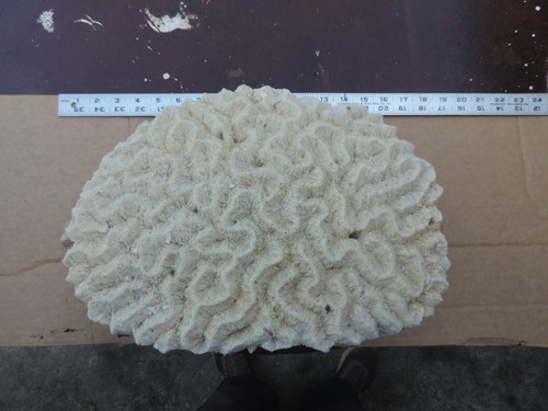 Large fossilized white brain - fossilized,