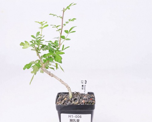 Pot 5cm raresucculent - 6.5cm, plant