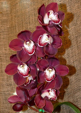 Cymbidium Khan Fury 'Black Plum' orchid Large plant
