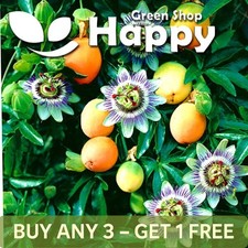 PASSION FLOWER - 20 SEEDS -