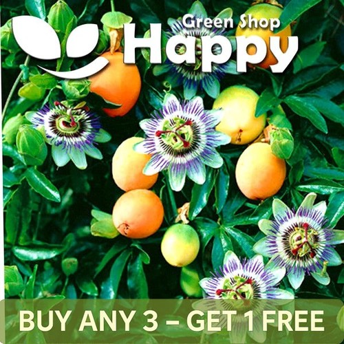 Passion flower seeds - -, 20