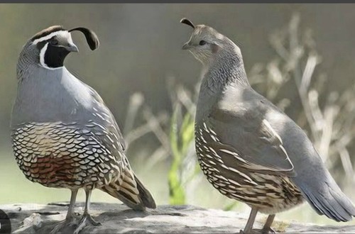 Californian quail fertile - californian,