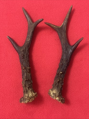 Pair roe deer antlers - of,