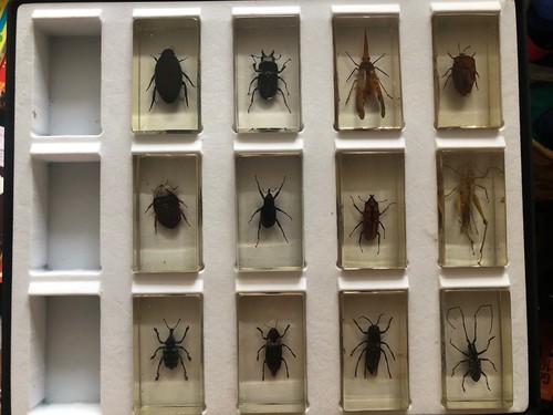 Insects resin collectionand - insects,