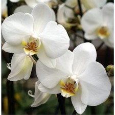 Mini White Phalaenopsis Orchid