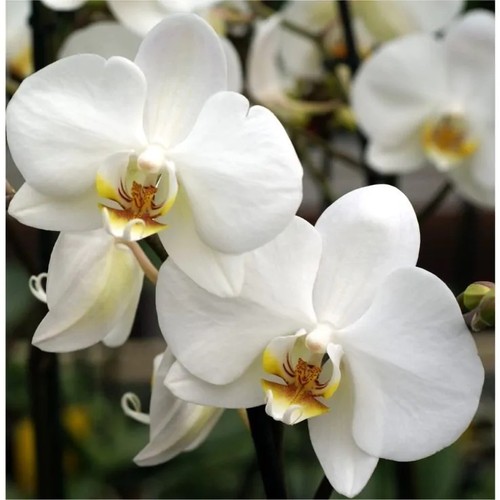 Mini white phalaenopsis orchid - mini,