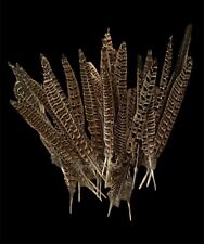 30 Pheasant Hen Feathers