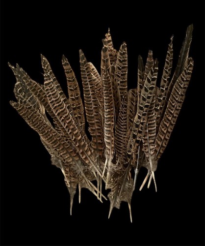 Pheasant hen feathers - 30,