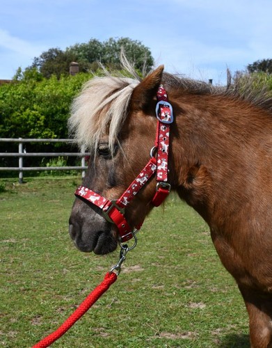 Rhinegold unicorn padded pony - rhinegold,