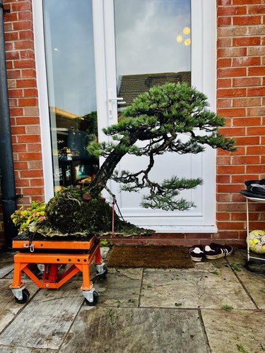 Large scots pine - large, tree