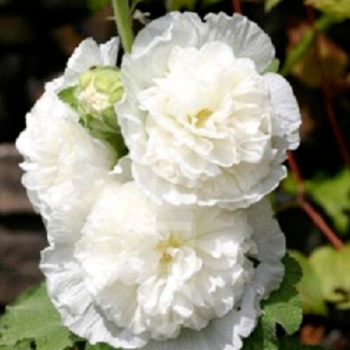 Hollyhock double white giant - double,