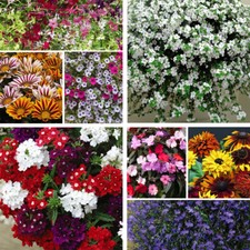 T&M Nurserymans Choice Annual