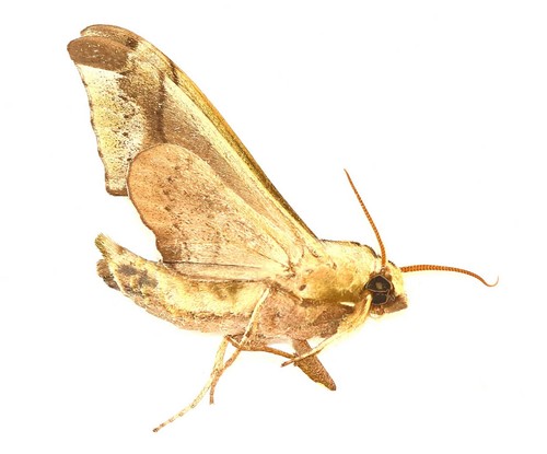 Lepidoptera sphingidae - lepidoptera,,