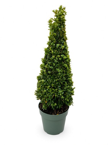 Buxus sempervirens pyramid - buxus,
