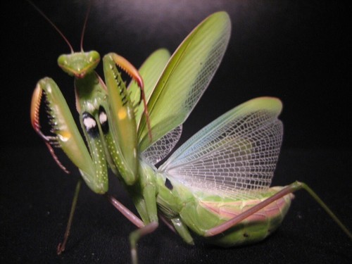 European praying mantis egg - praying,