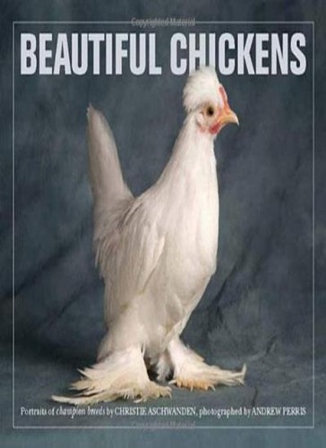 Beautiful chickens portraits - chickens:,