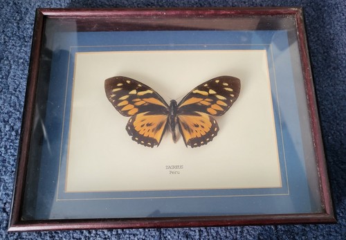 Vintage framed butterfly - vintage,
