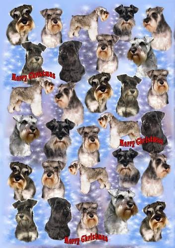Miniature schnauzer dog - miniature,