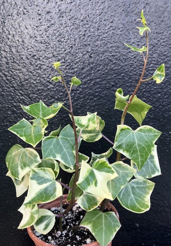 Senecio macroglossus - senecio,