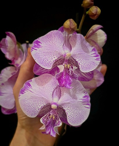 Rare phalaenopsis pink - rare,