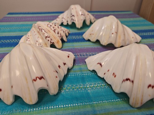 Bears paw clam - bears,