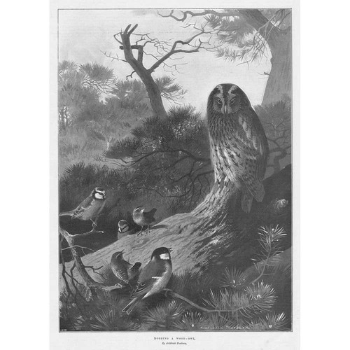 Archibald thorburn birds - archibald,
