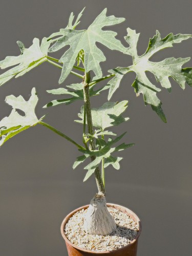 Cissus tuberosa caudiciform - cissus,