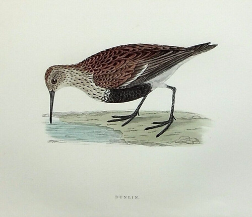 Dunlin original antique - original,