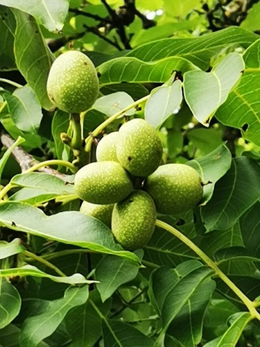 Juglans regia walnut tree - juglans,