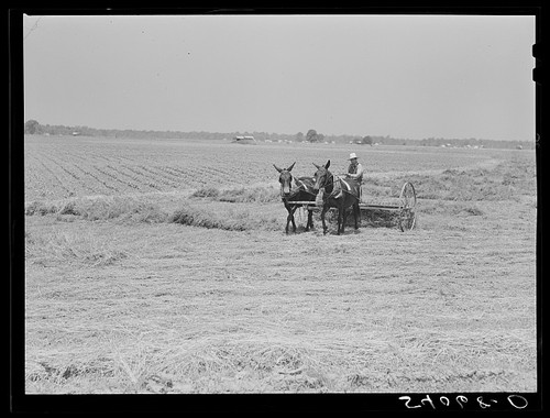 1930s farm field horse drawn - 1930s,
