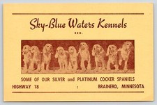 Brainerd~Sky Blue Waters Kennels~Silver Platinum Cocker Spaniels~Florist Siemer