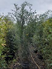 Phyllostachys Bisettii 18L Approx 8-9ft FAST GROWING Screening Bamboo Green Cane