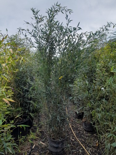 Phyllostachys bisettii 18l - phyllostachys,