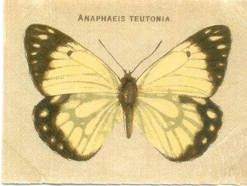1910s wills australian - wills,