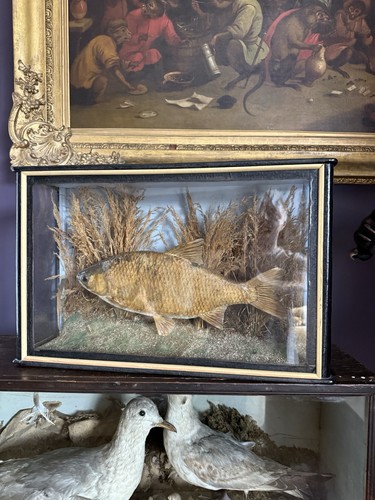 Antique taxidermy fish roach - antique,