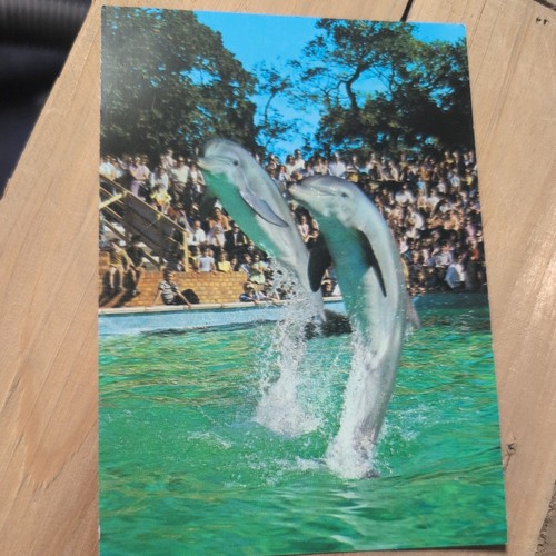 Dolphins windsor safari park - windsor,